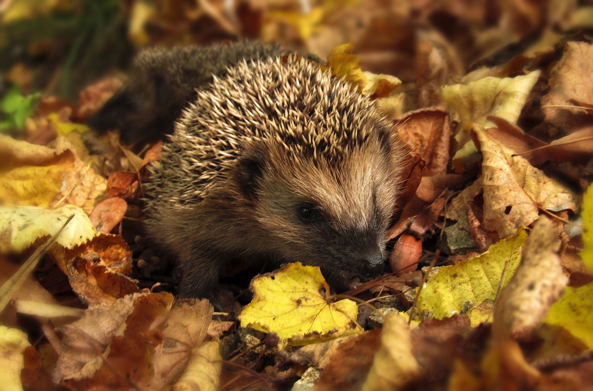 hedgehog-985315_1920